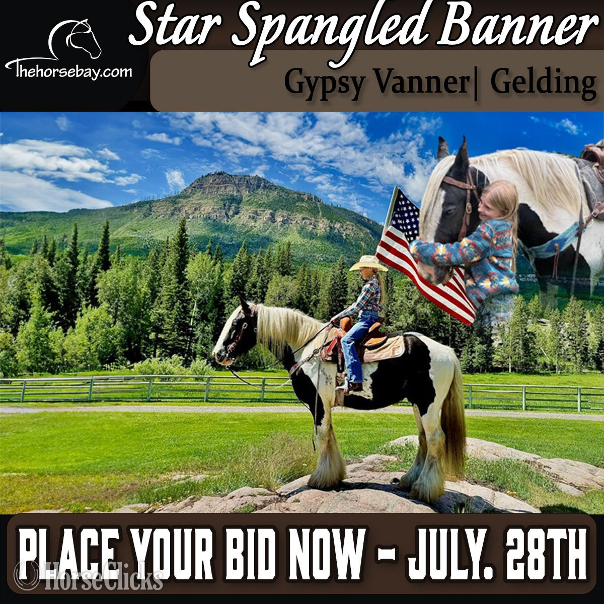 "Banner" Black Gelding Gypsy Vanner in Wyoming