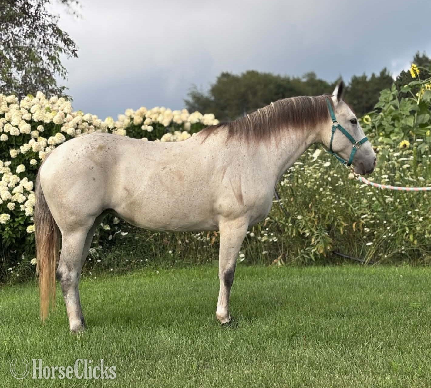 "SADIE" Grey Mare Quarter Horse in Michigan
