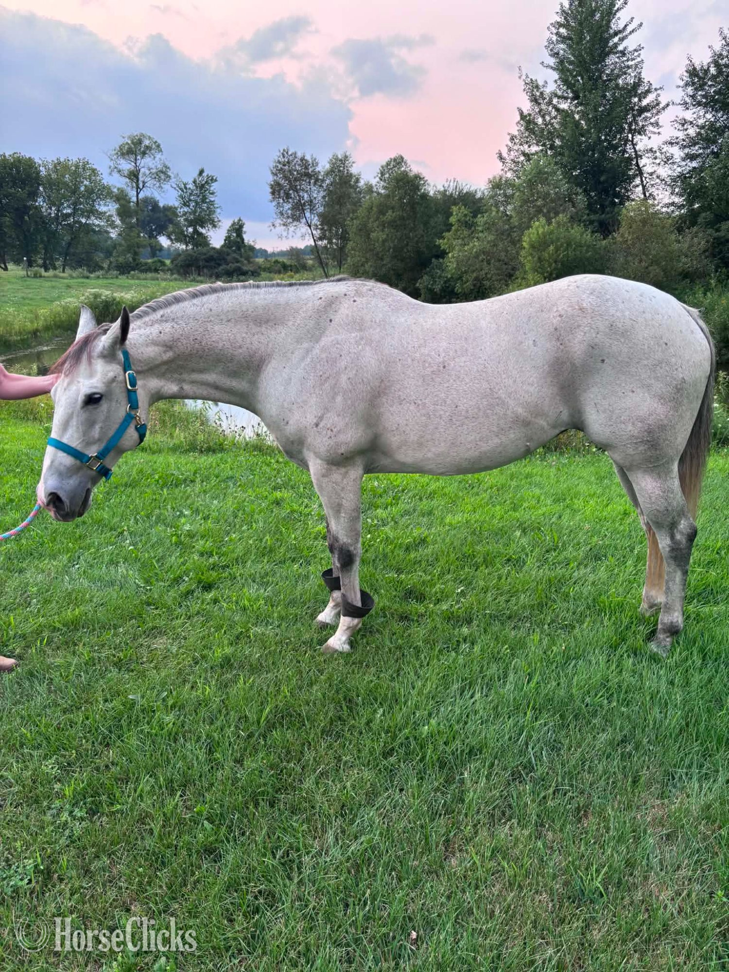 "SADIE" Grey Mare Quarter Horse