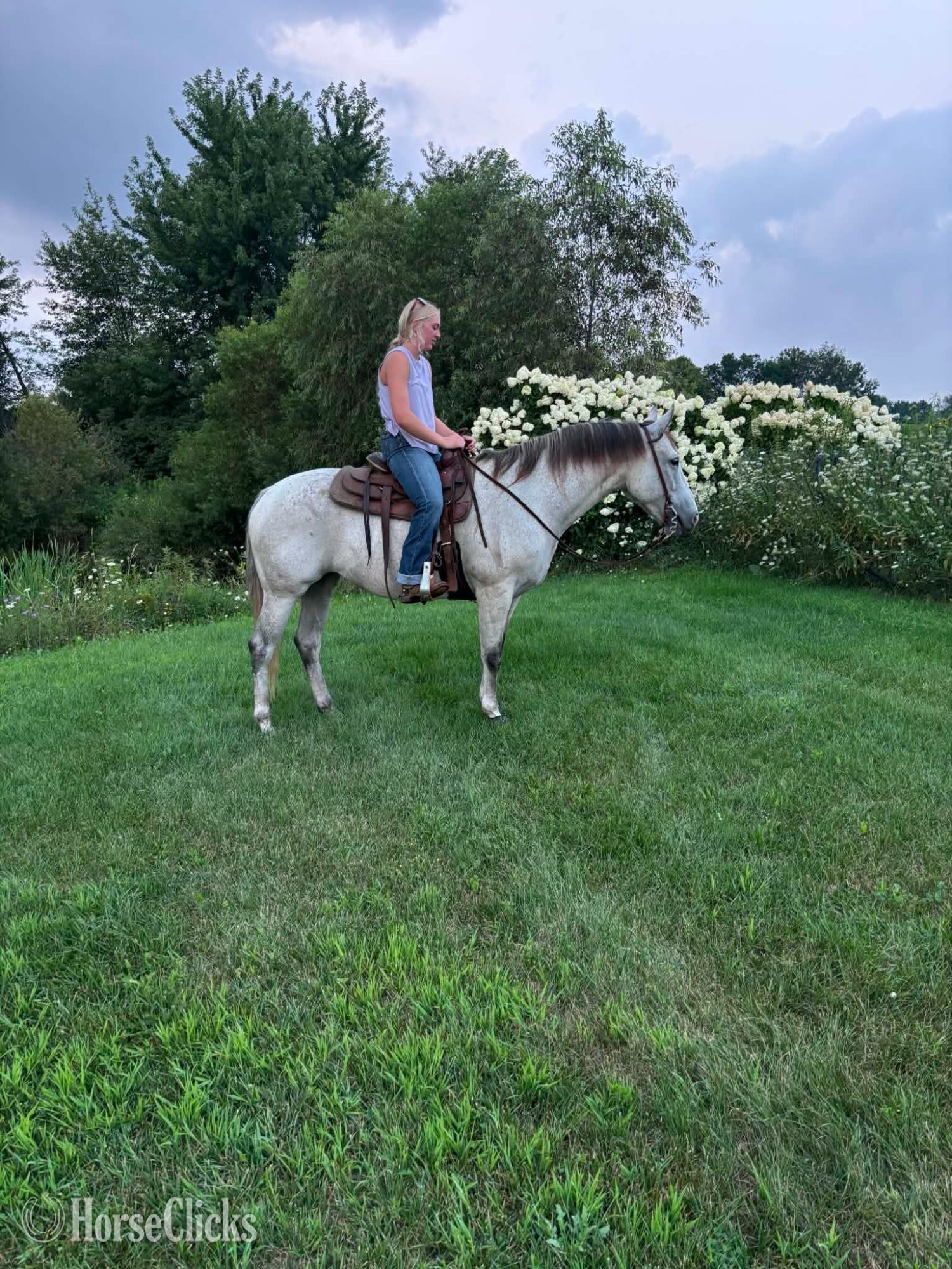 Michigan "SADIE" Grey Mare Quarter Horse
