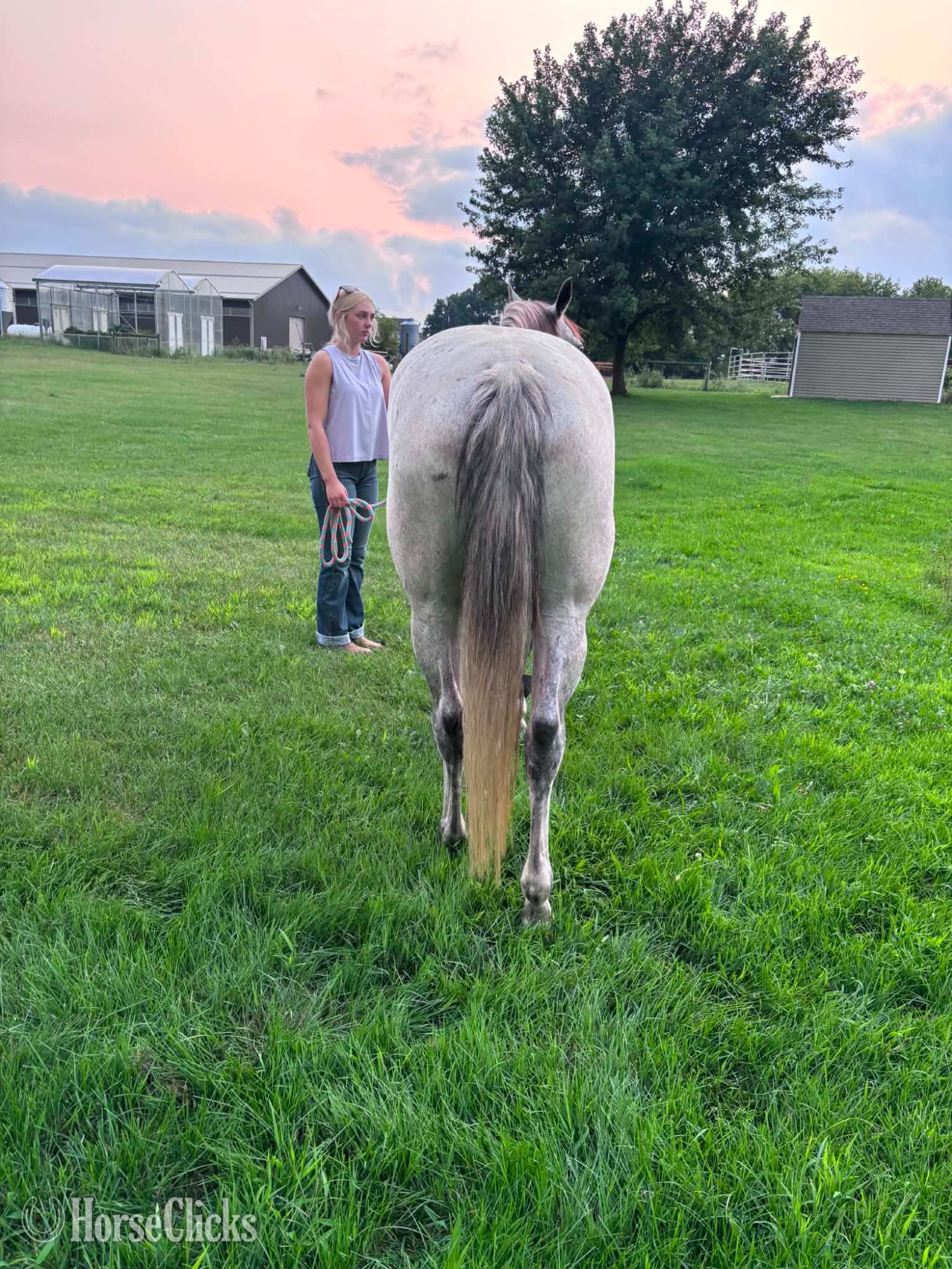 "SADIE" Grey Mare Quarter Horse - Quarter Horse in Michigan