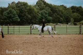 "SADIE" Grey Mare Quarter Horse - Quarter Horse