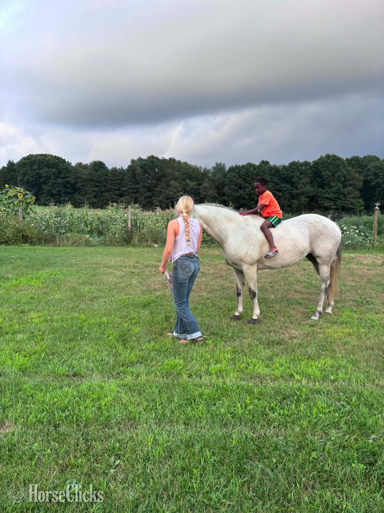 Quarter Horse - "SADIE" Grey Mare Quarter Horse in Michigan