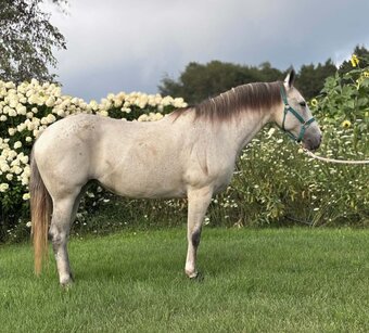 "SADIE" Grey Gelding Quarter Horse