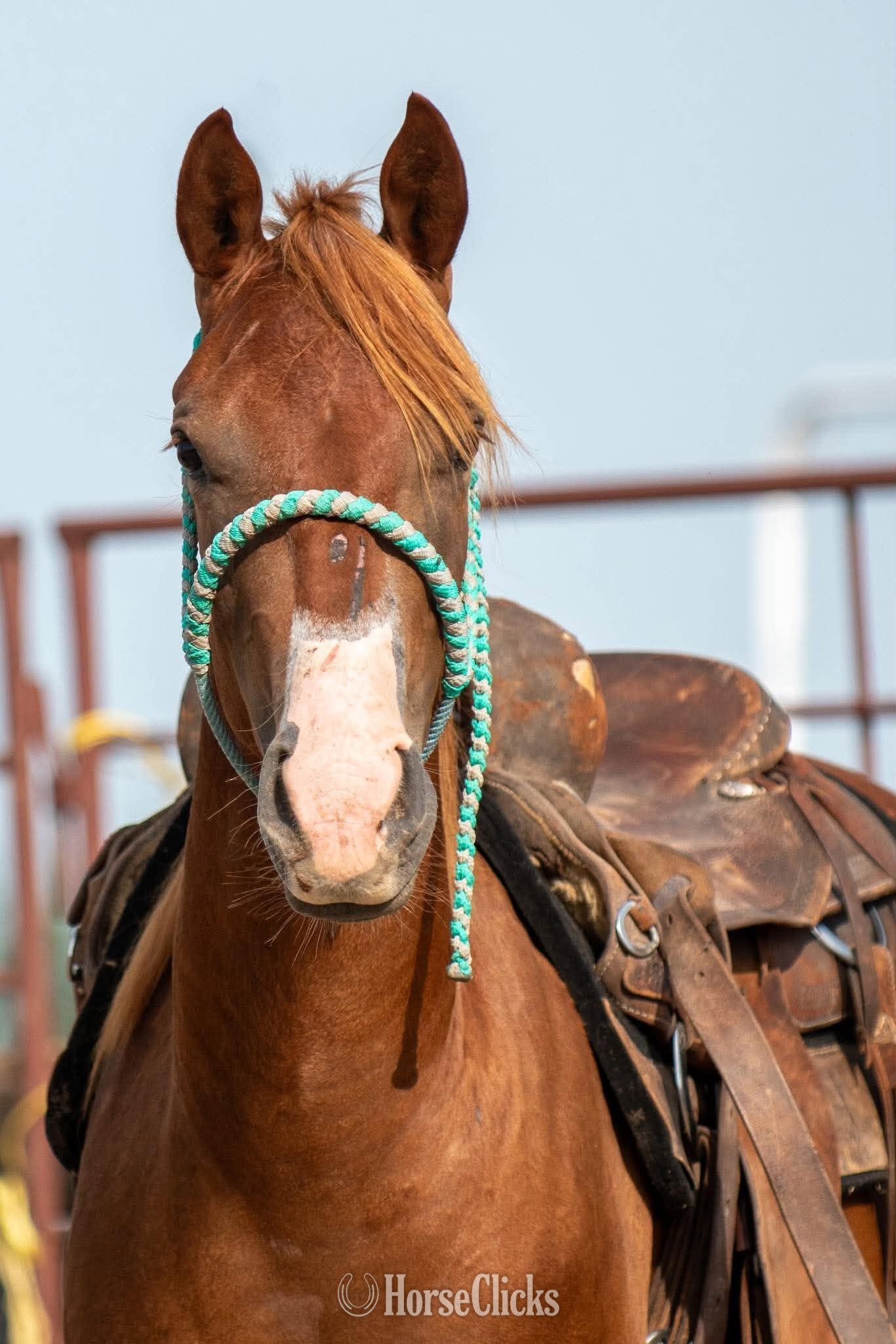 "Snippy" Sorrel Filly Quarter Horse in Texas