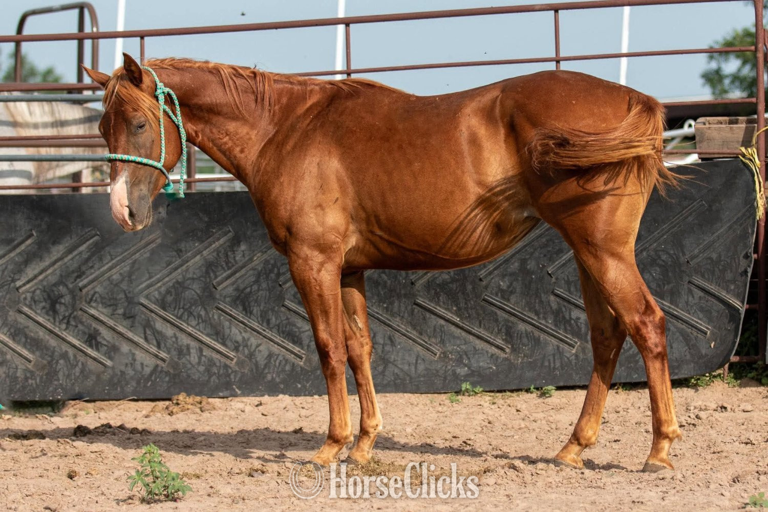 "Snippy" Sorrel Filly Quarter Horse