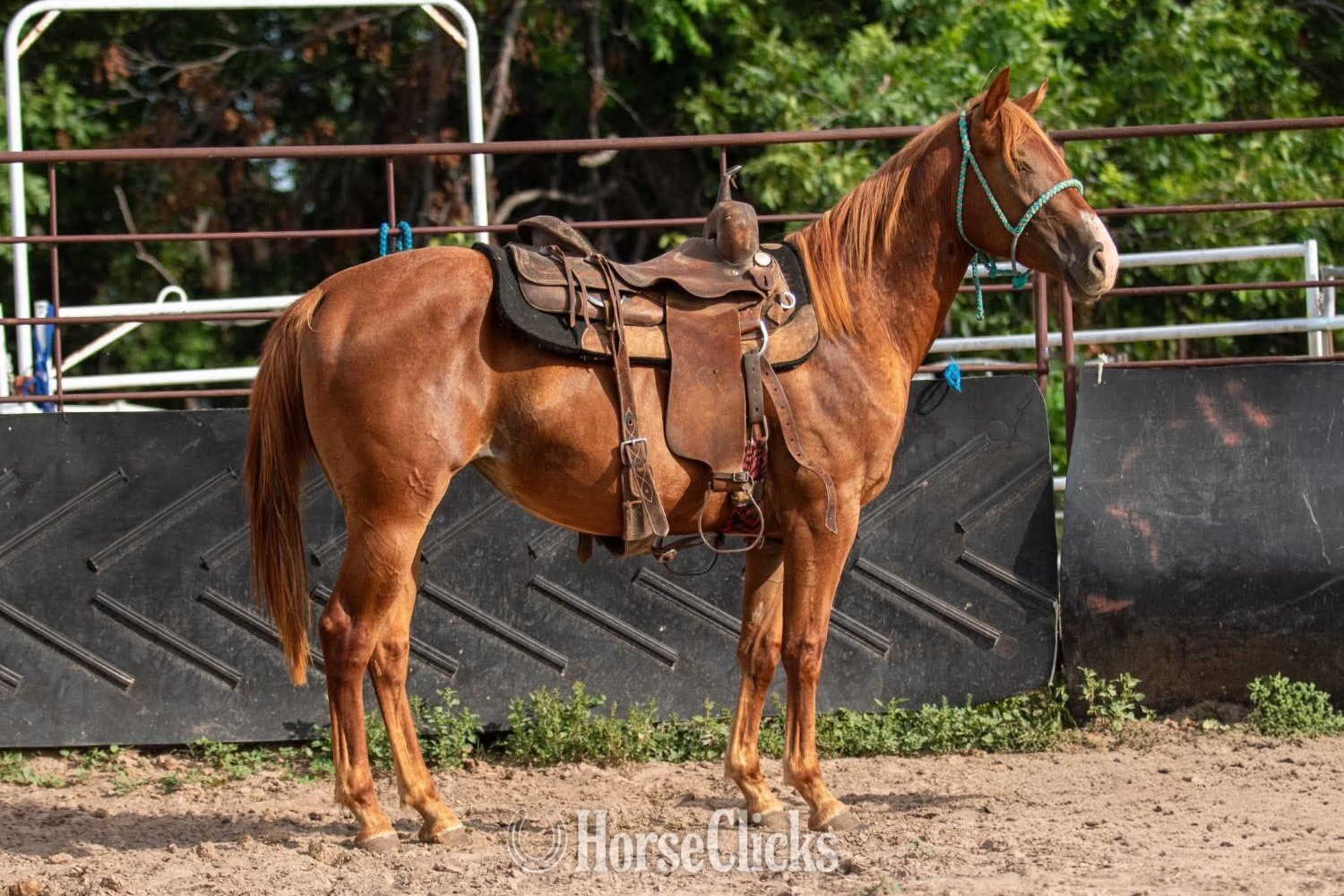 Texas "Snippy" Sorrel Filly Quarter Horse