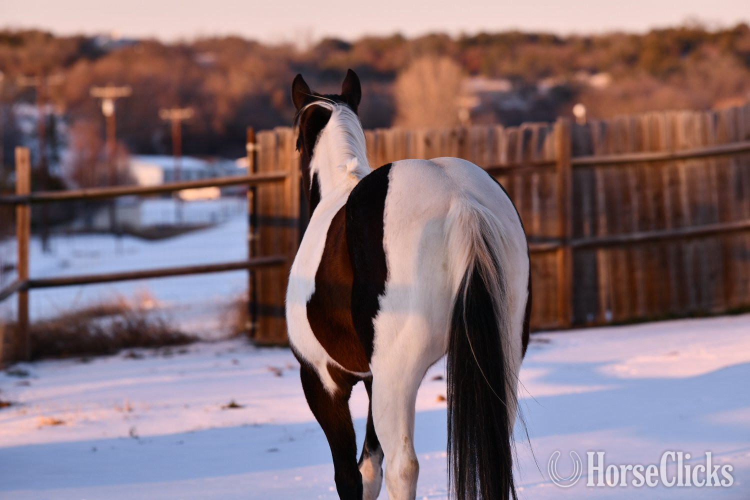 "A Pepto Lena Summer" Bay Mare Paint