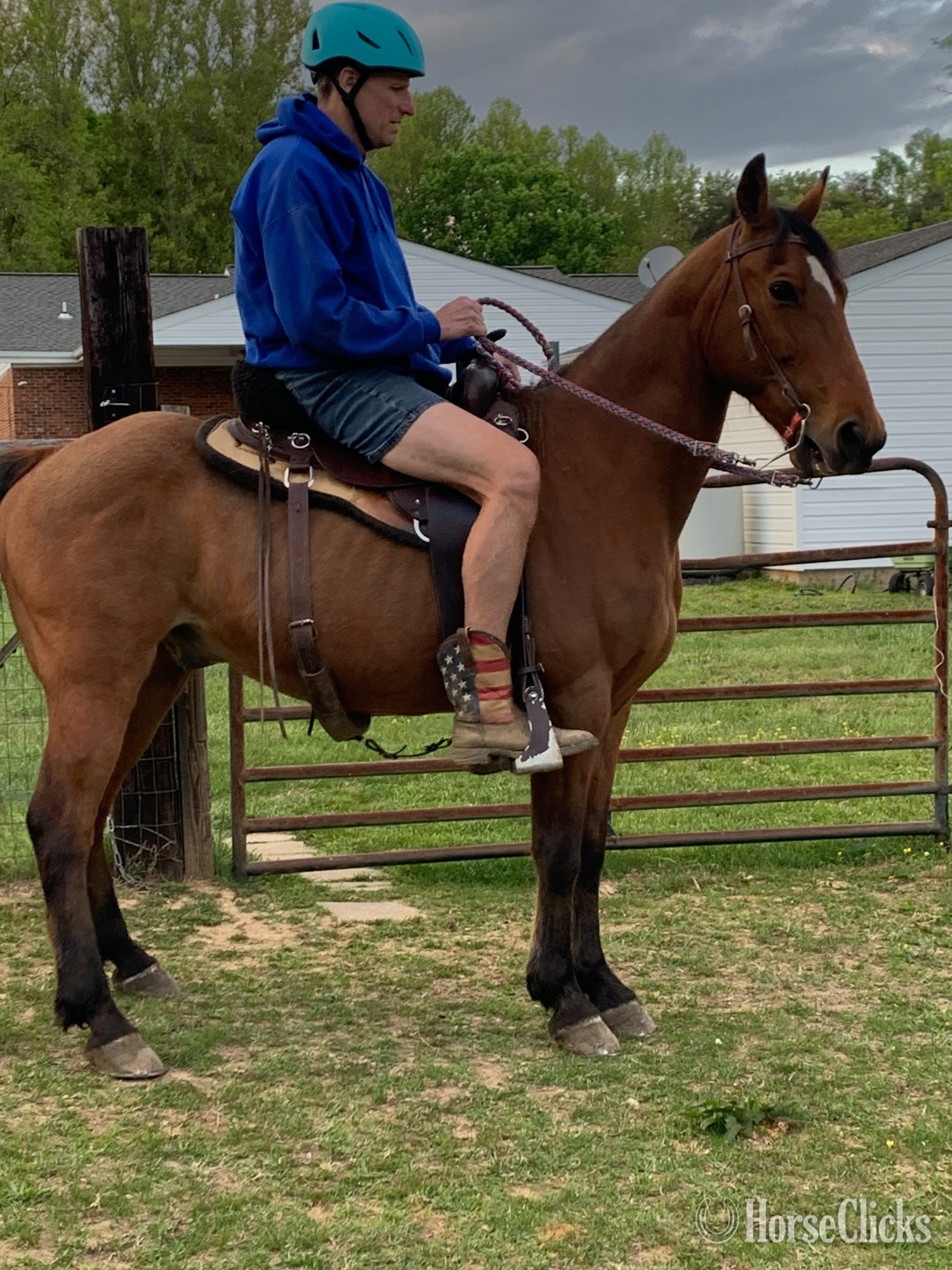 "Buddy" Bay Gelding Tennessee Walker