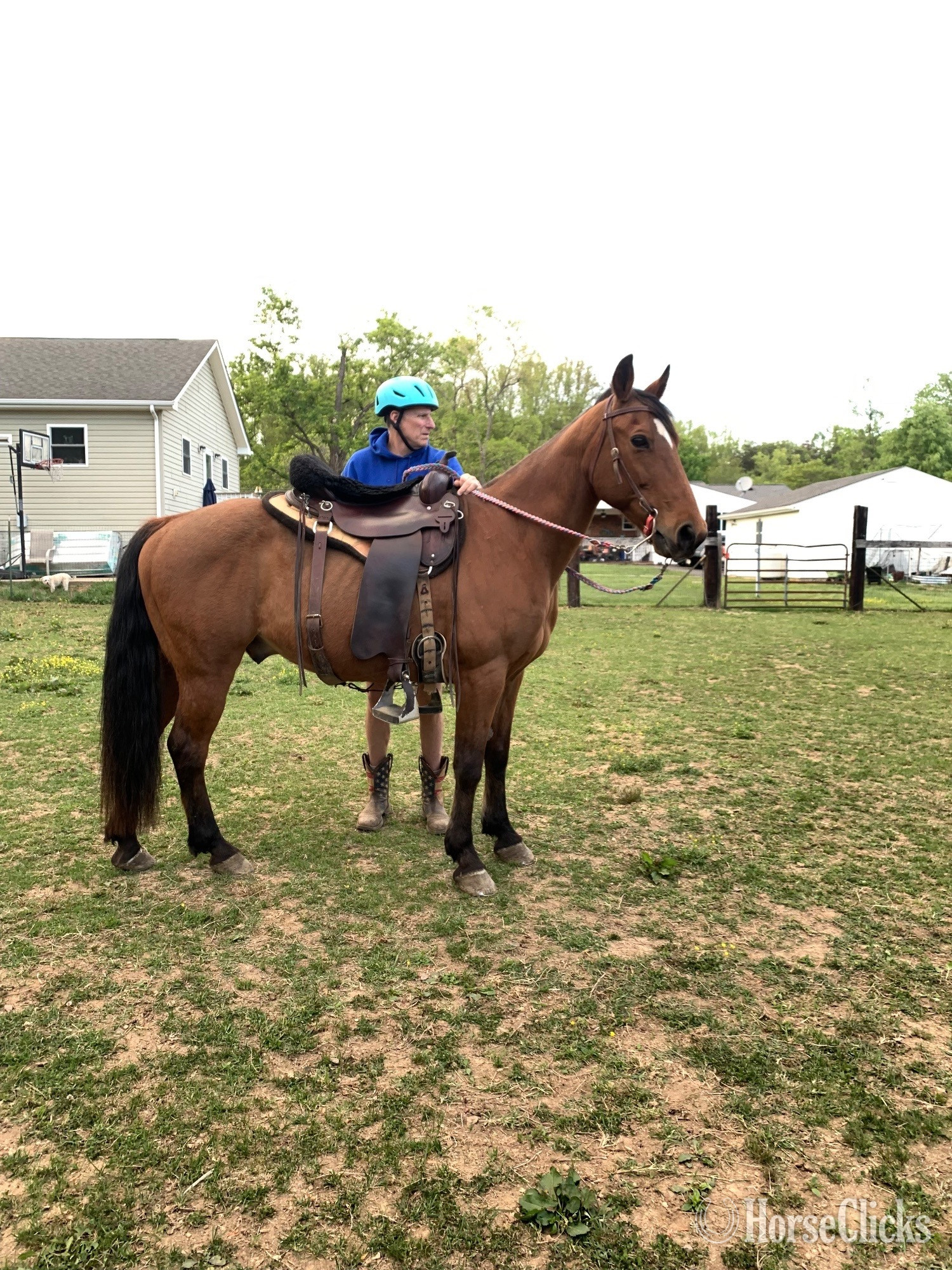 Virginia "Buddy" Bay Gelding Tennessee Walker