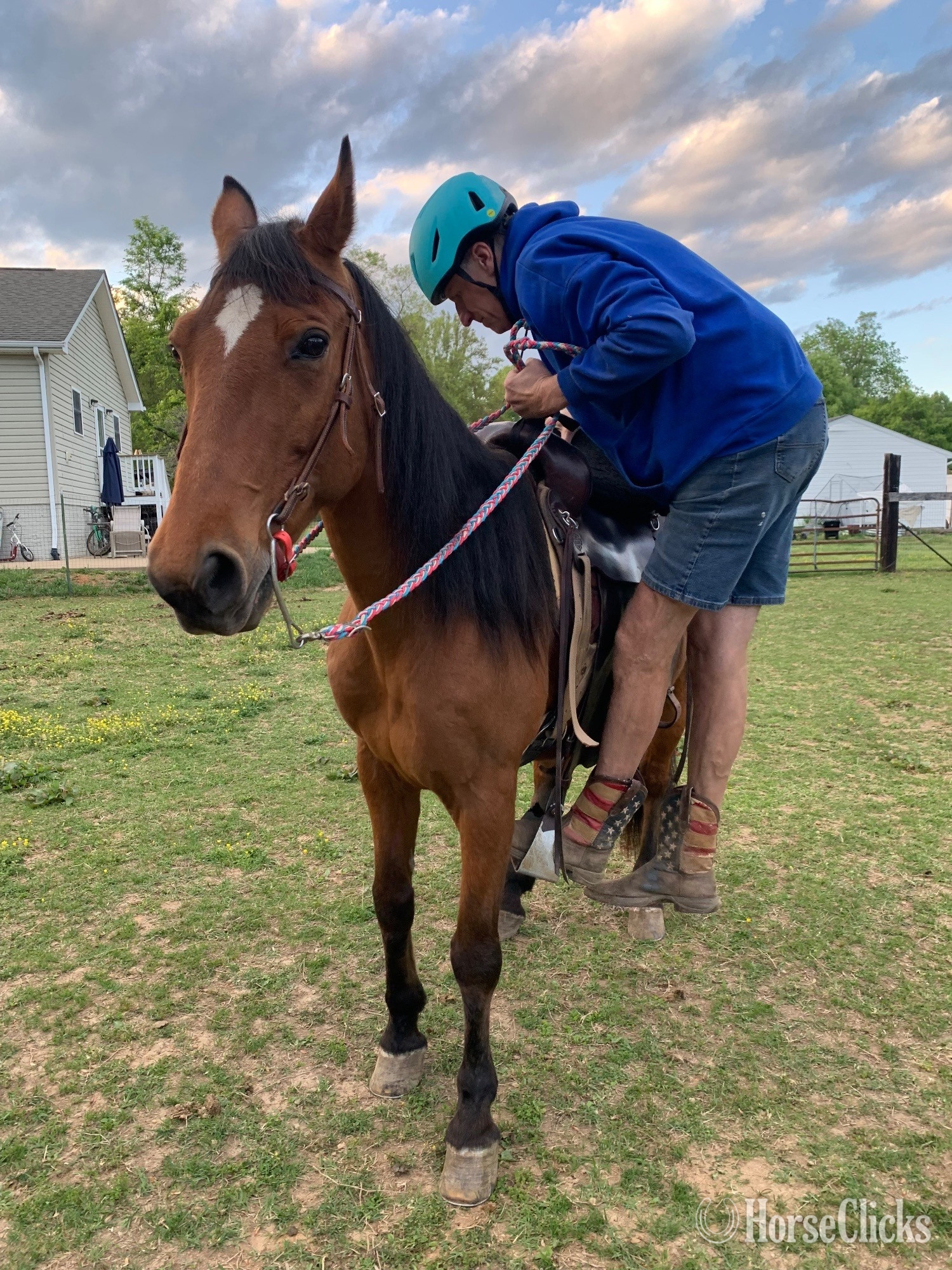 "Buddy" Bay Gelding Tennessee Walker - Tennessee Walker in Virginia