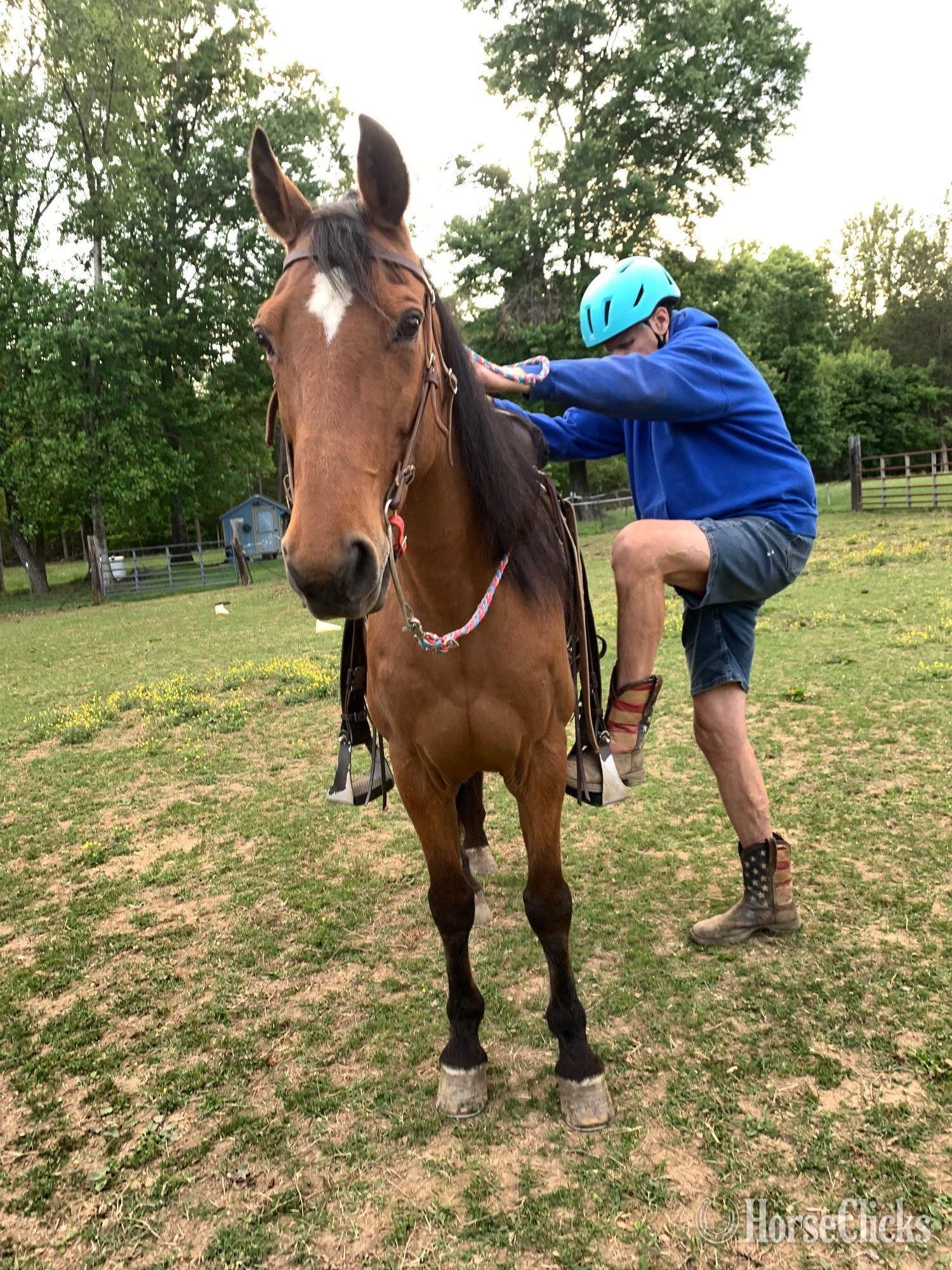 "Buddy" Bay Gelding Tennessee Walker - Tennessee Walker