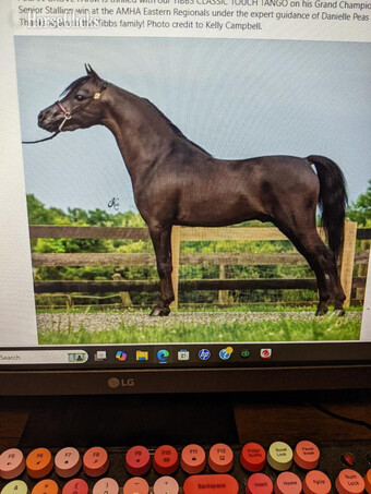 "Peyton" Black Stallion American Miniature