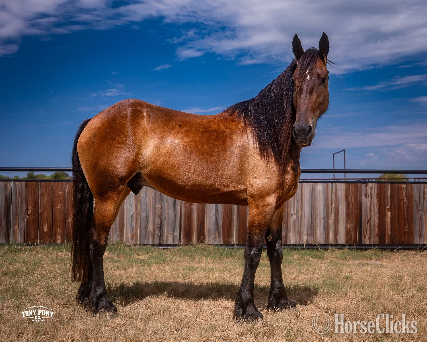 Friesian - "Fox" Bay Gelding Friesian in Texas