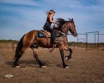 "Fox" Bay Gelding Friesian