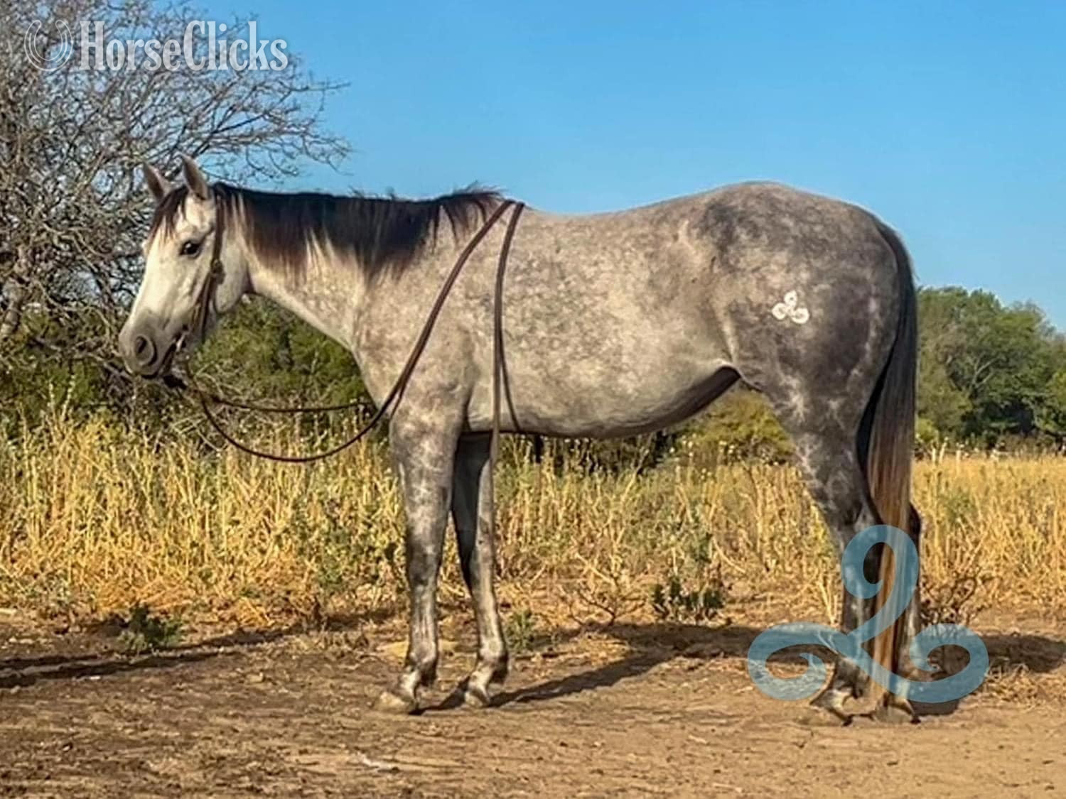 "NiCS Letters" Grey Mare Quarter Horse