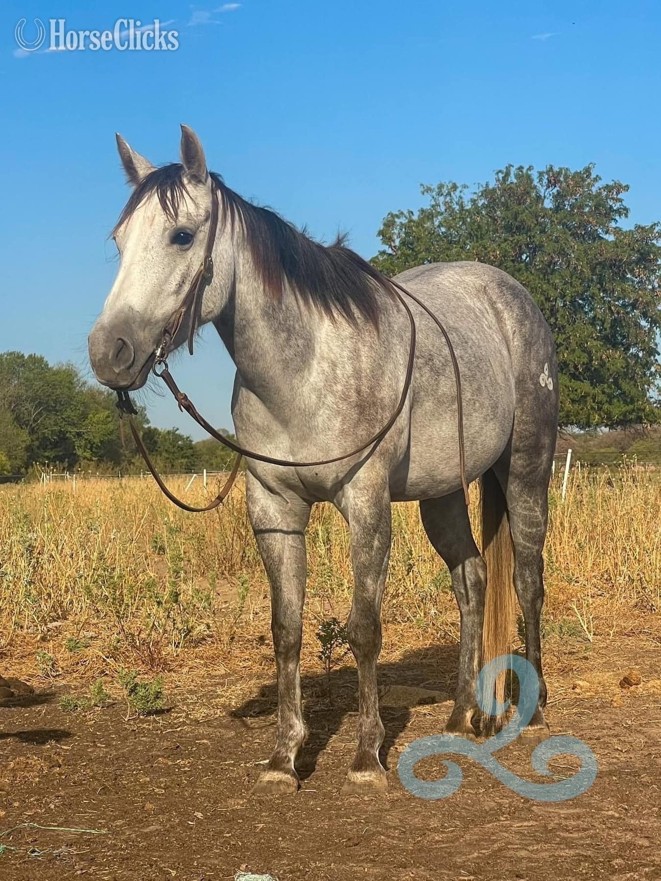 Texas "NiCS Letters" Grey Mare Quarter Horse