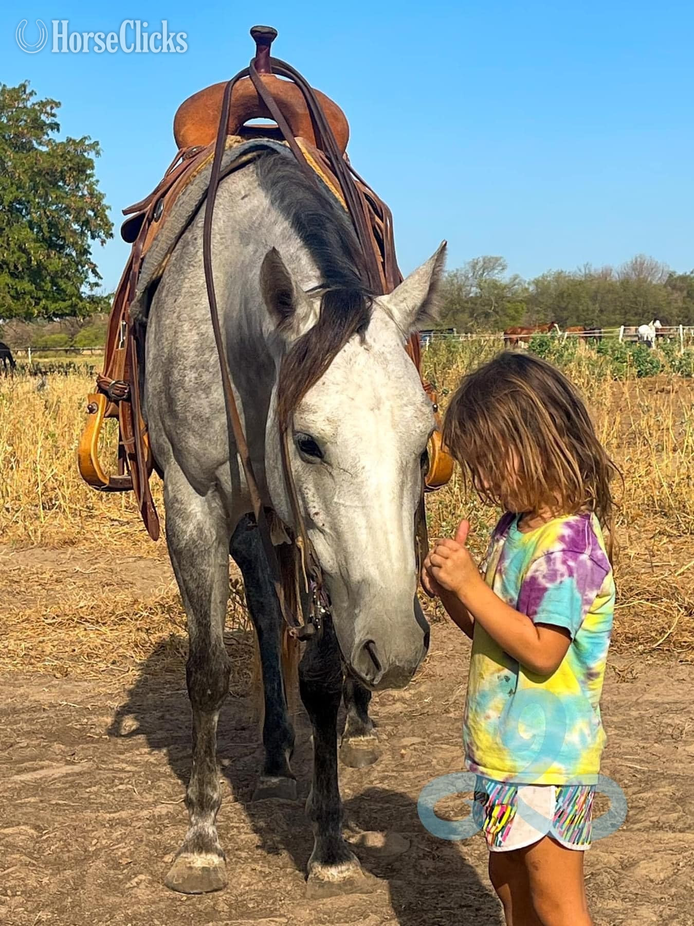 "NiCS Letters" Grey Mare Quarter Horse - Quarter Horse in Texas
