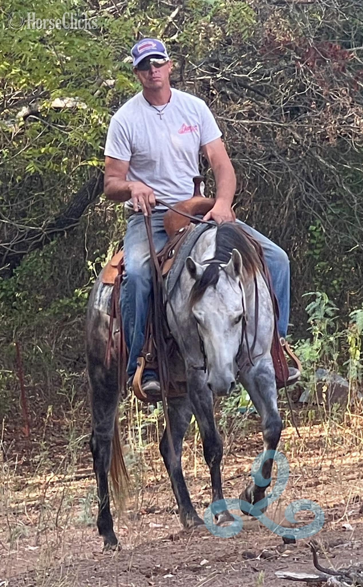 "NiCS Letters" Grey Mare Quarter Horse - Quarter Horse