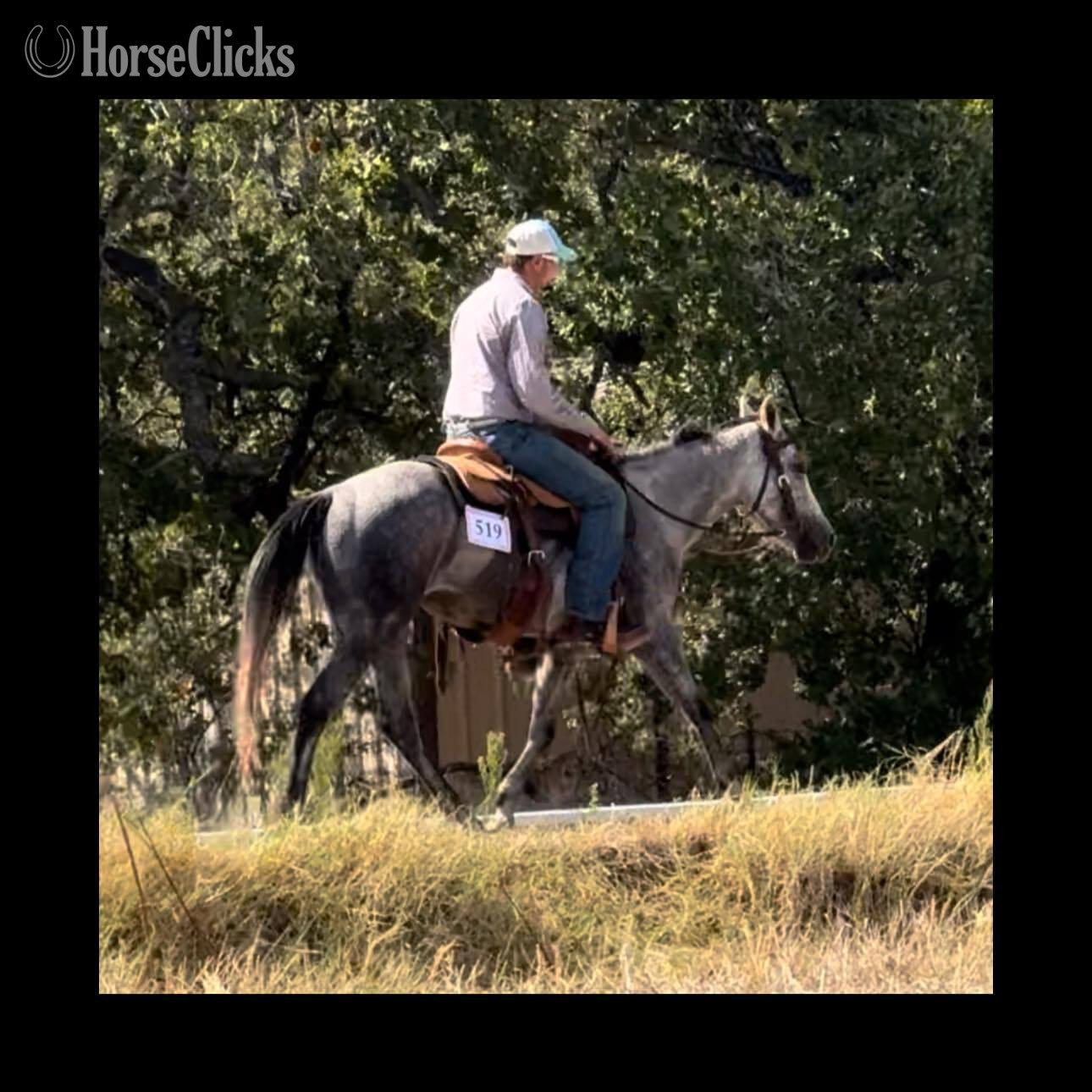 "NiCS Letters" Grey Mare Quarter Horse Texas