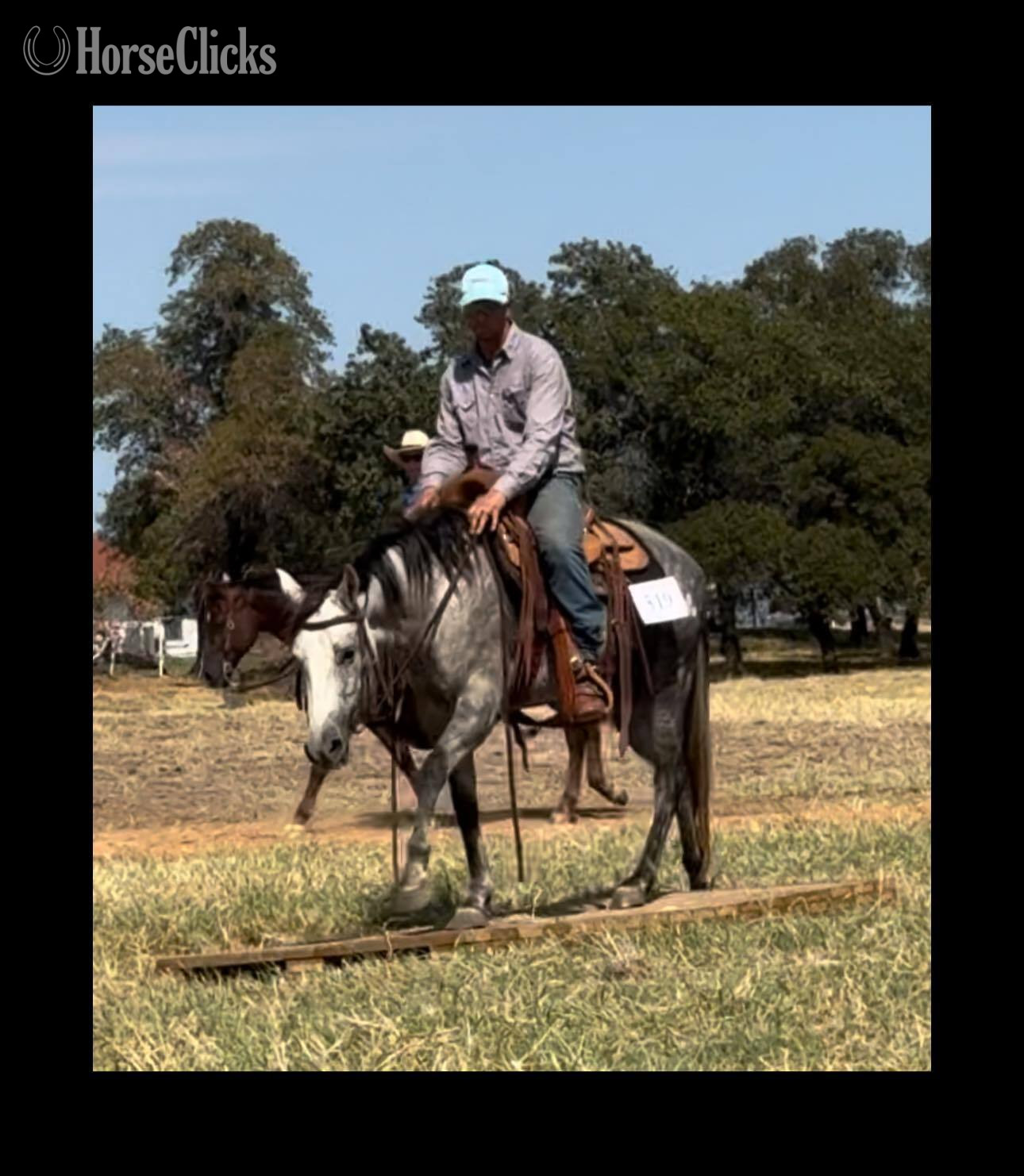 Quarter Horse - "NiCS Letters" Grey Mare Quarter Horse in Texas