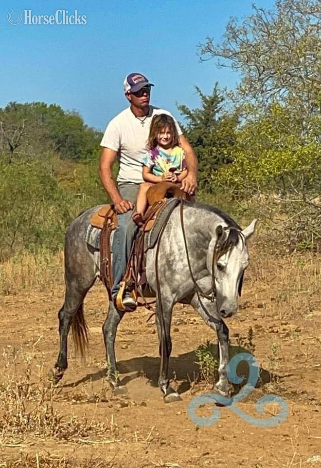 Quarter Horse - "NiCS Letters" Grey Mare Quarter Horse