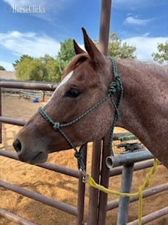 "Jaycee Little Boots" Red Roan Mare Quarter Horse in Arizona