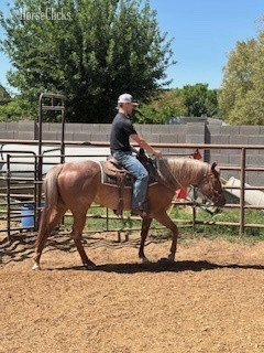"Jaycee Little Boots" Red Roan Mare Quarter Horse