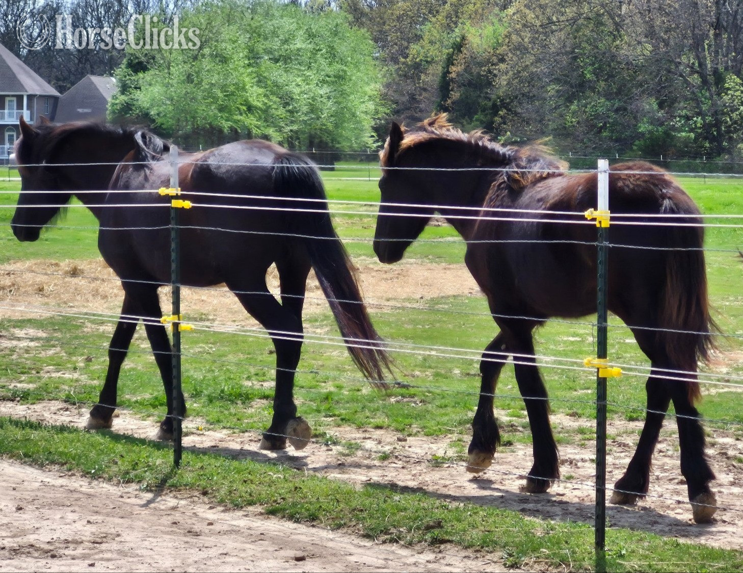 "E.J." Black Mare Friesian in Missouri