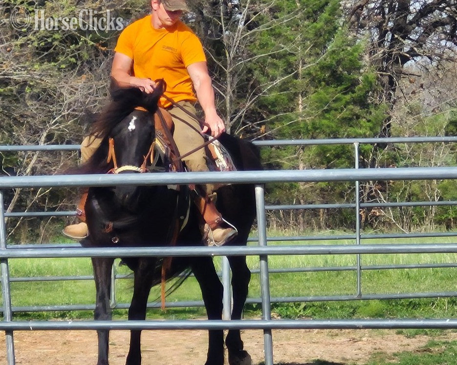 "E.J." Black Mare Friesian