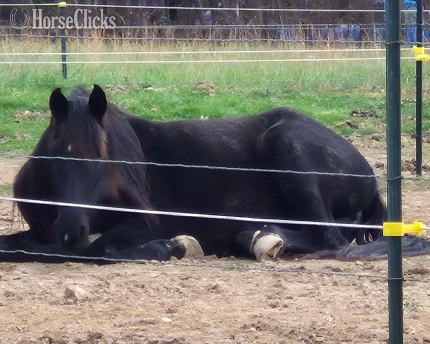 Missouri "E.J." Black Mare Friesian