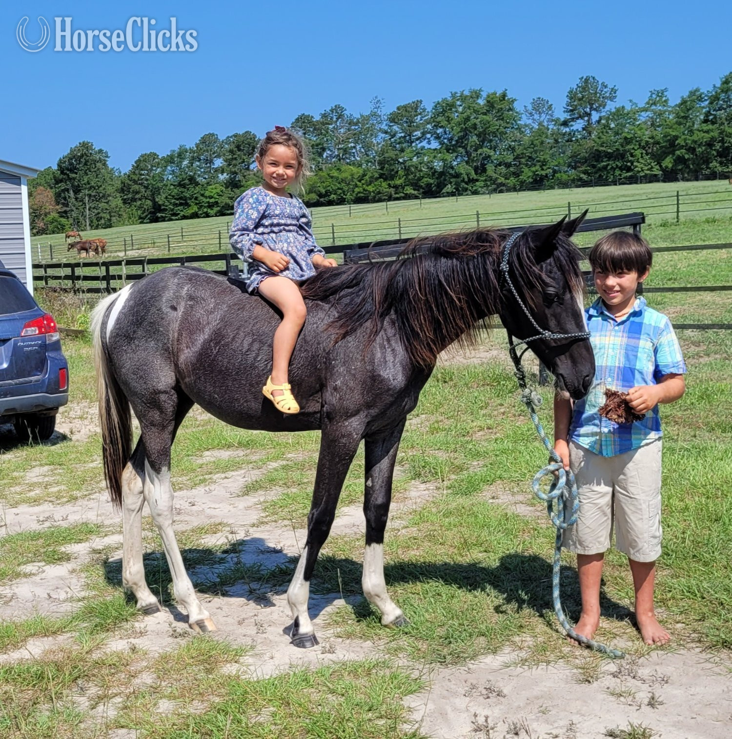 "Blue Lady" Blue Roan Mare Quarter Horse in South Carolina