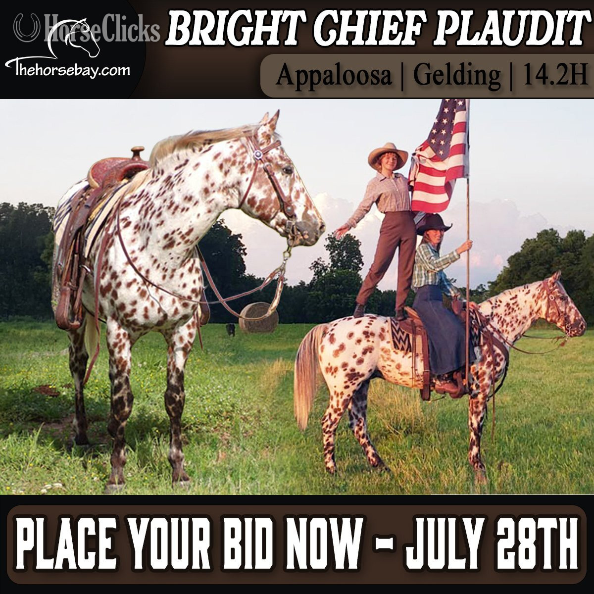 "Bright Chief Plaudit" Bay Gelding Appaloosa in Missouri