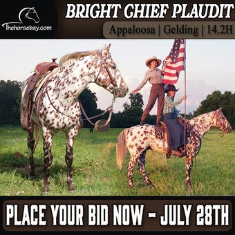 "Bright Chief Plaudit" Bay Gelding Appaloosa