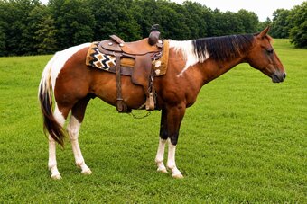 "SLICK RICK" Piebald Gelding Paint
