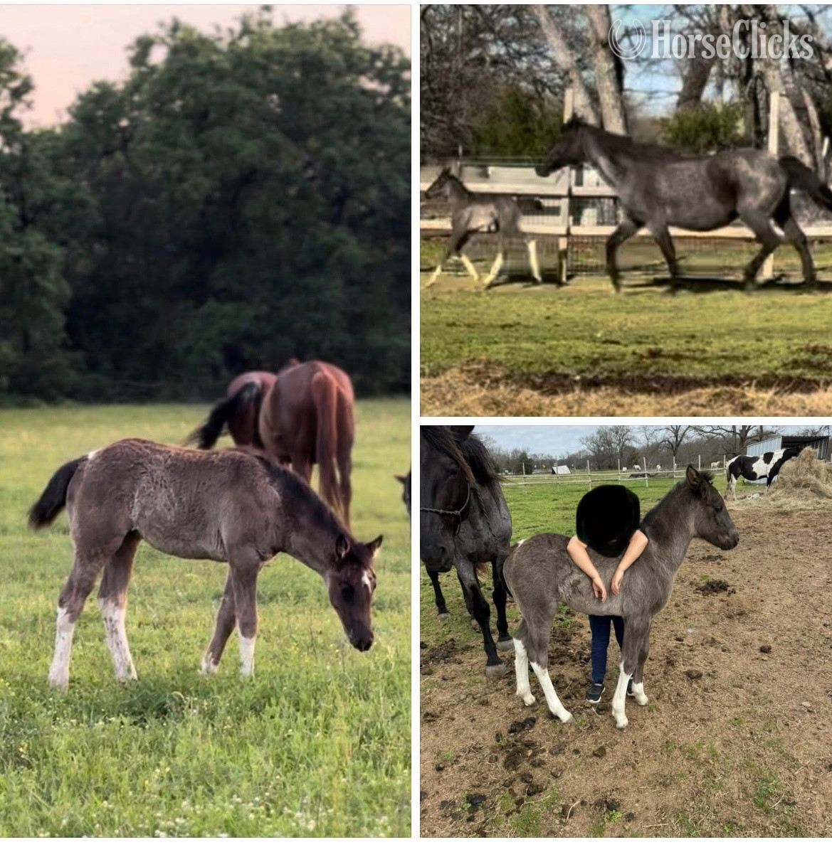 "Sapphire" Blue Roan Filly Gypsy Vanner in Texas