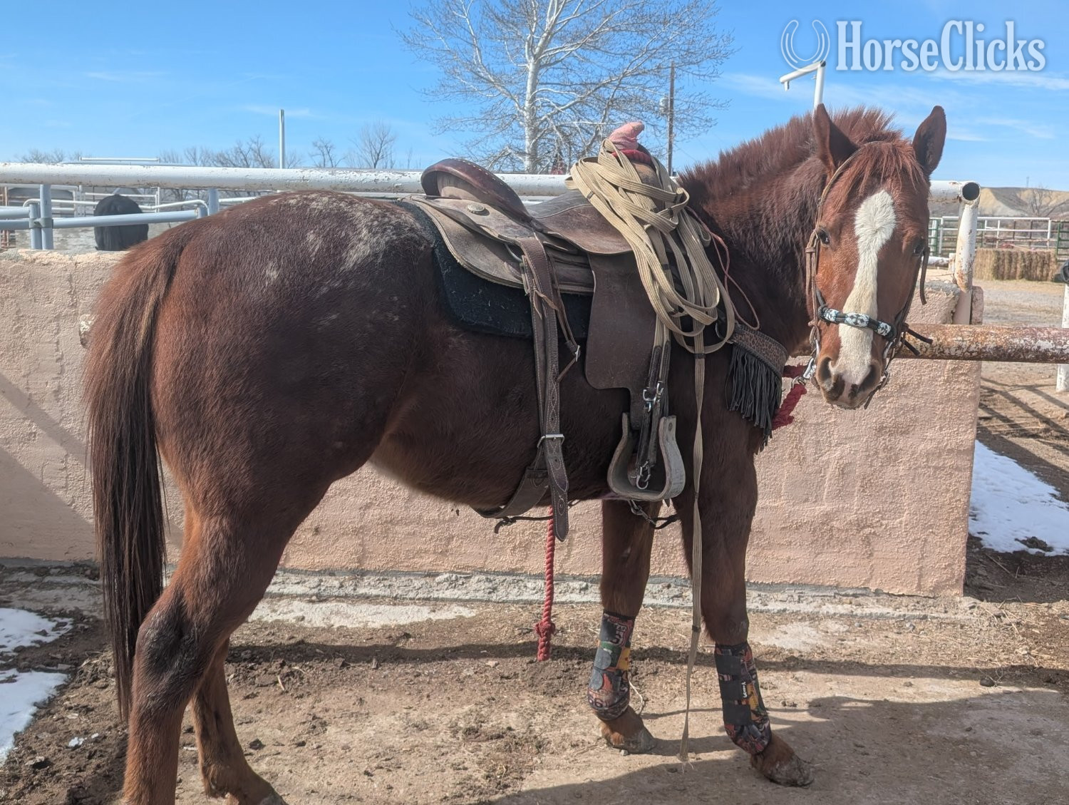 "Dreamers Goers Boy" Sorrel Colt Appaloosa in Colorado