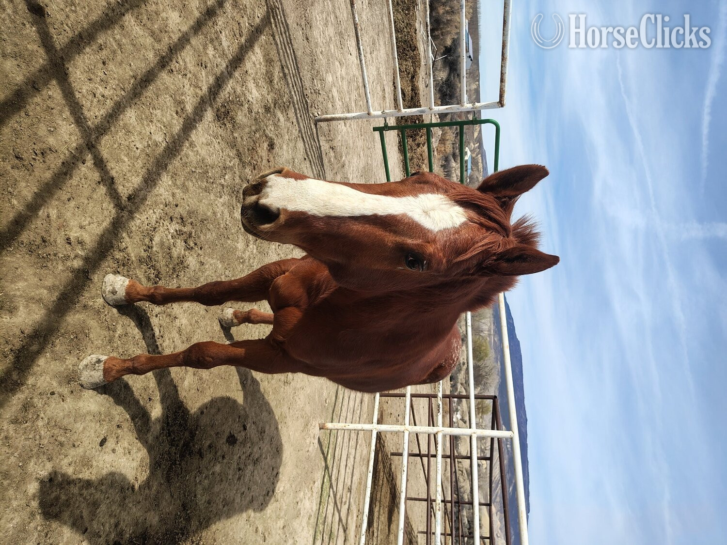 "Dreamers Goers Boy" Sorrel Colt Appaloosa