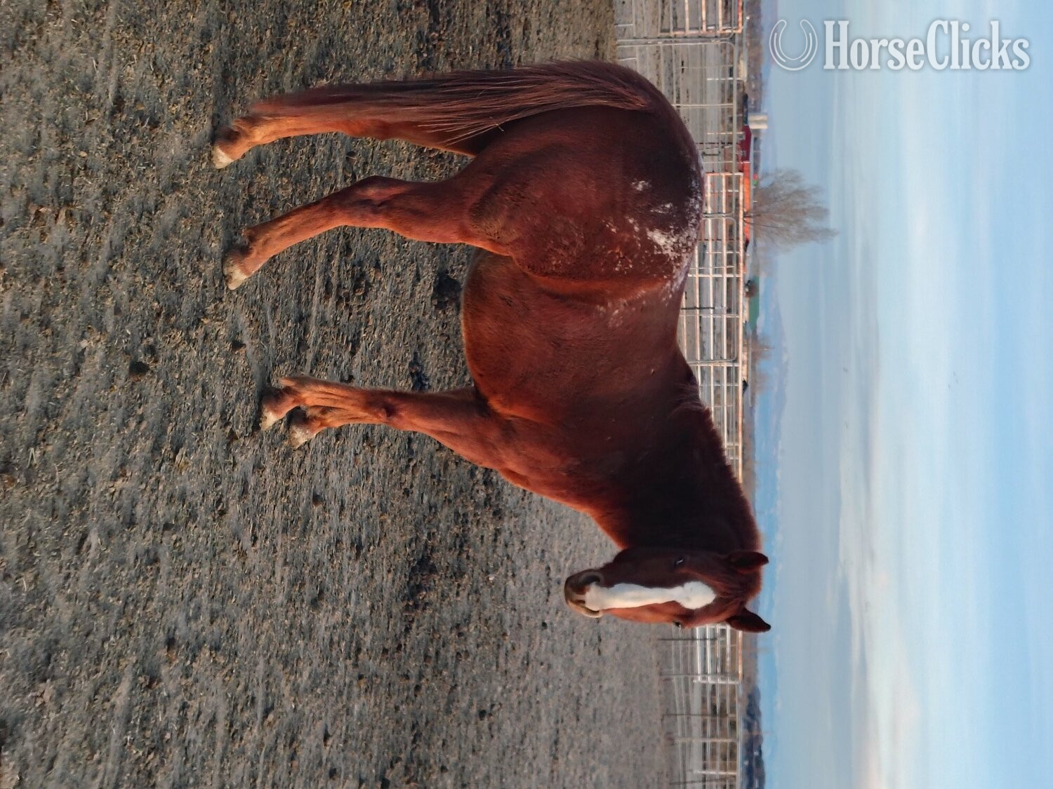 Colorado "Dreamers Goers Boy" Sorrel Colt Appaloosa