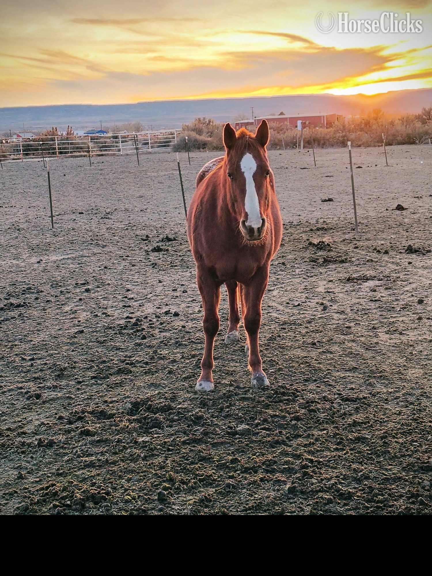 "Dreamers Goers Boy" Sorrel Colt Appaloosa - Appaloosa