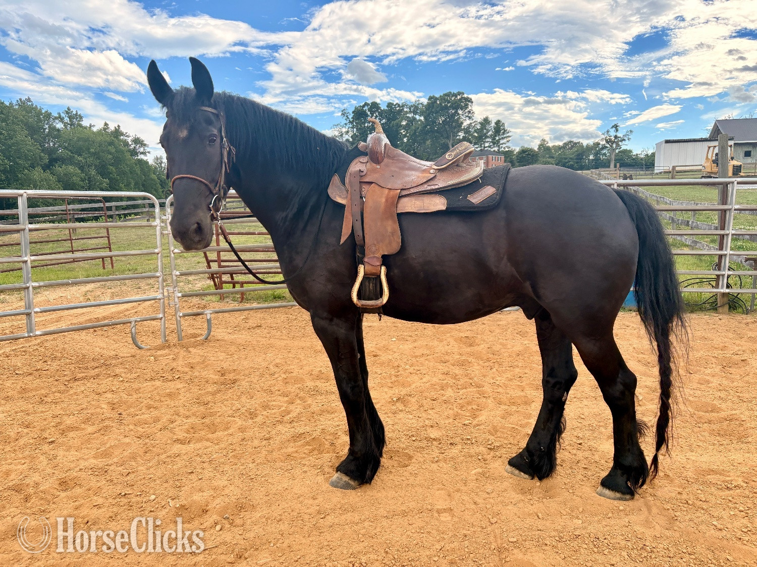 "Mac" Black Gelding Friesian - Friesian