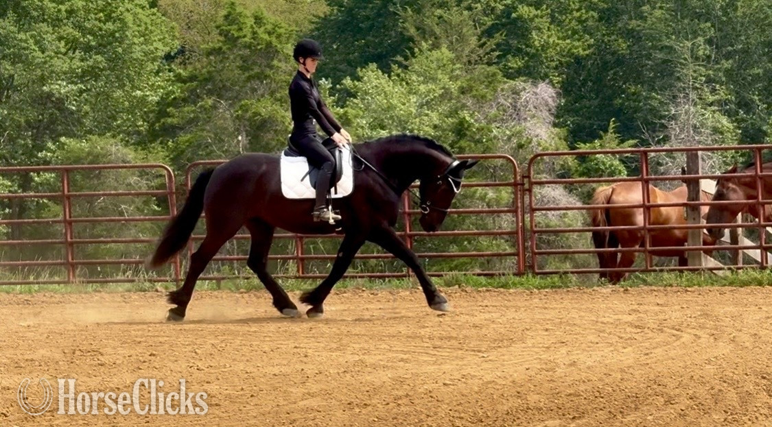 "Mac" Black Gelding Friesian in Virginia