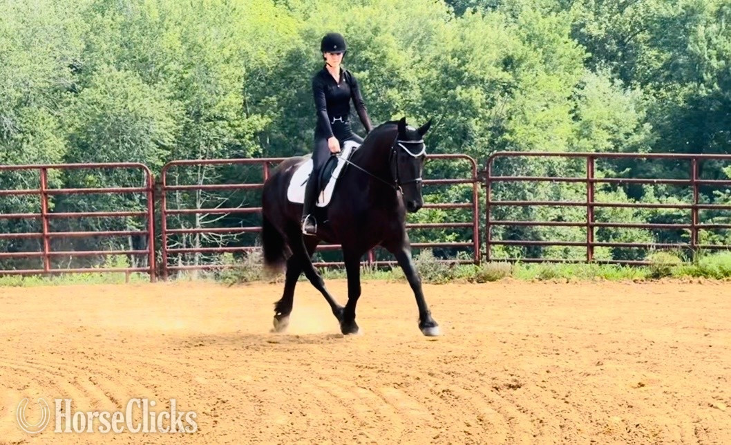 "Mac" Black Gelding Friesian