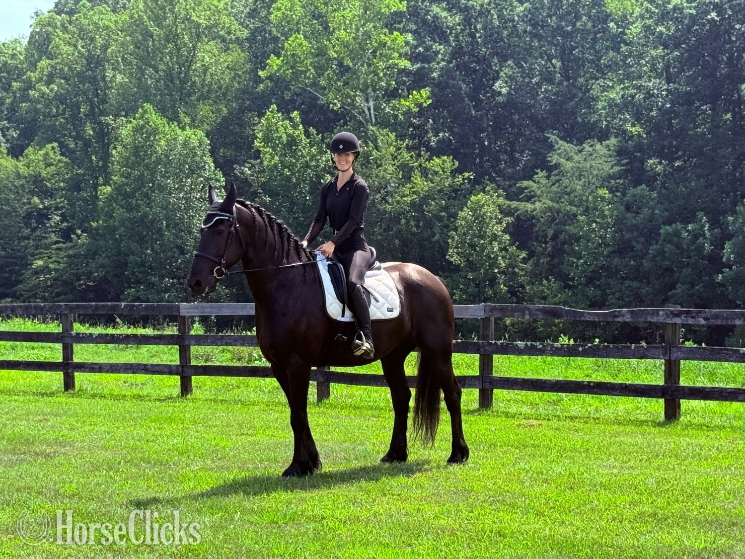 Virginia "Mac" Black Gelding Friesian