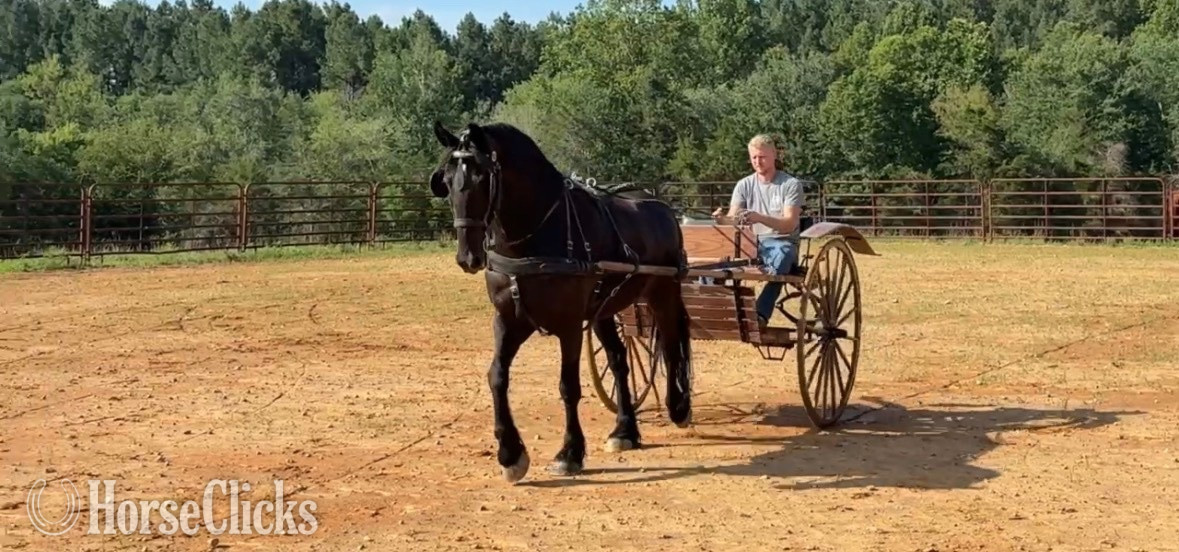 "Mac" Black Gelding Friesian - Friesian in Virginia
