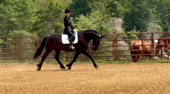 "Mac" Black Gelding Friesian