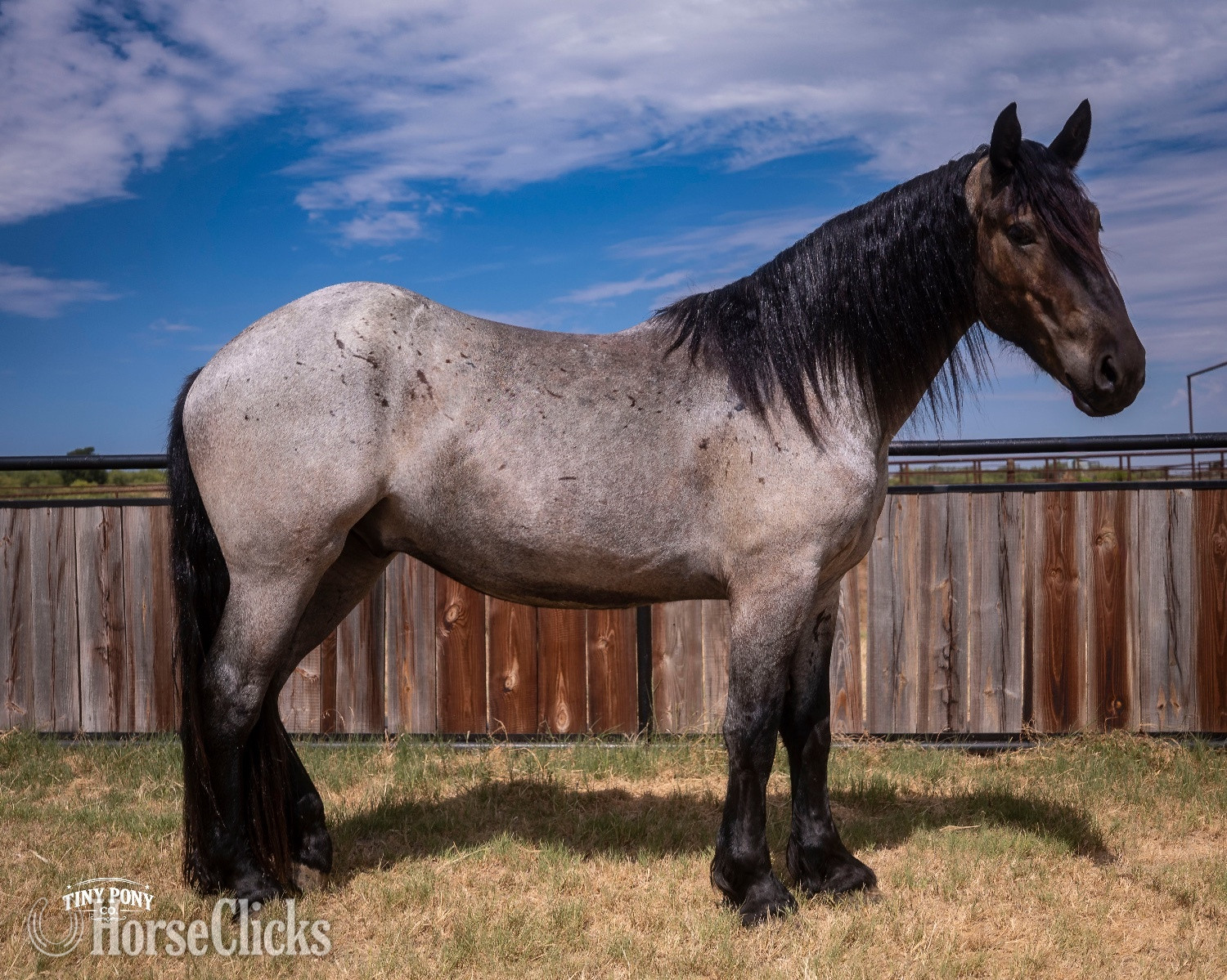 "Alder" Blue Roan Gelding Percheron