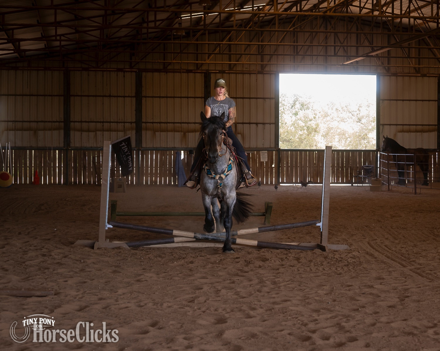Texas "Alder" Blue Roan Gelding Percheron