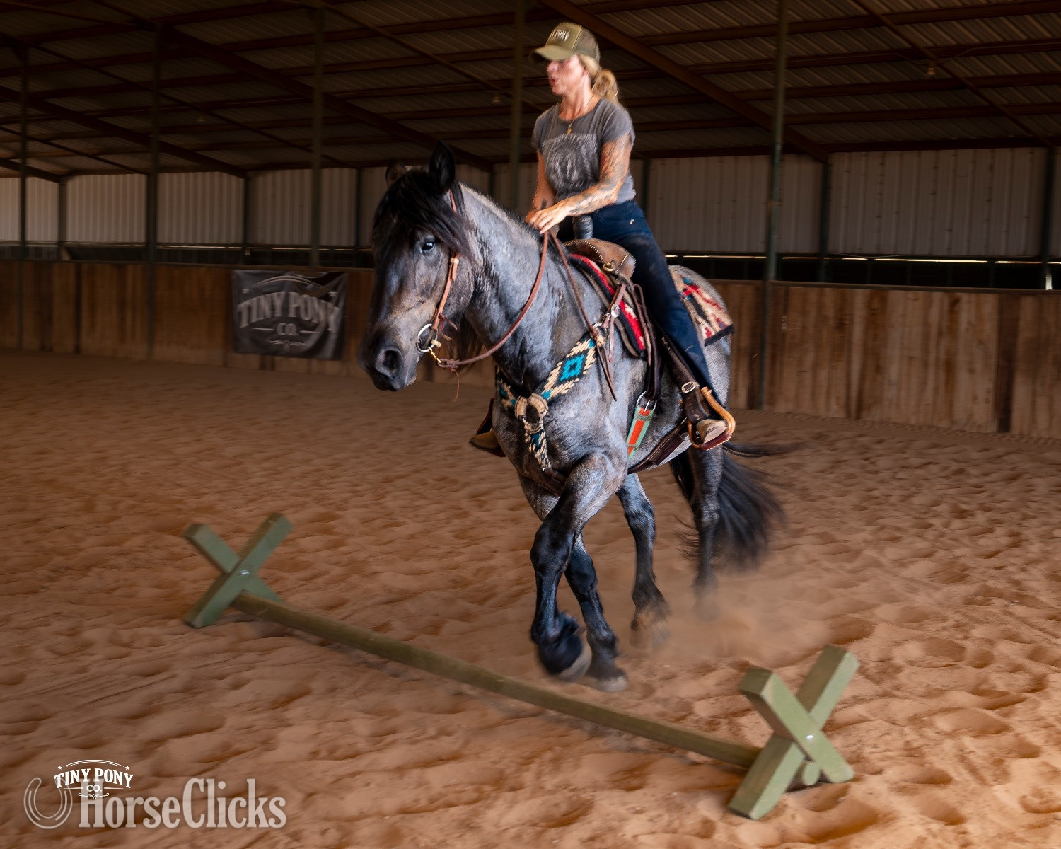 "Alder" Blue Roan Gelding Percheron - Percheron in Texas