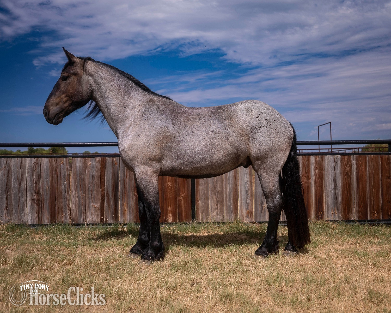 "Alder" Blue Roan Gelding Percheron in Texas